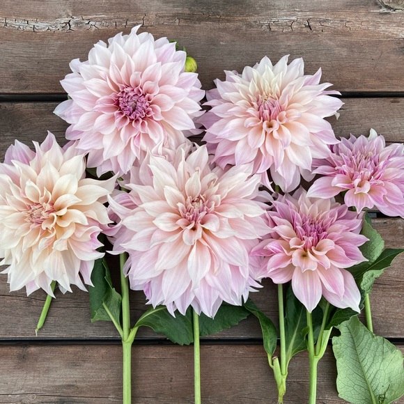 Meet your Posher, Diana - Picture 1 of 1